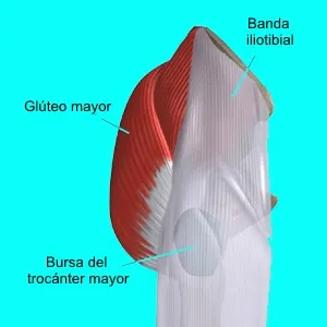 Anatomía de la cadera