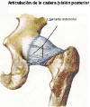 figura 26: ligamentos posteriores de la cadera
