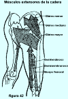 Figura 42: Músculos extensores de la cadera