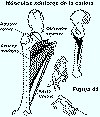 Figura 44: Músculos aductores de la cadera