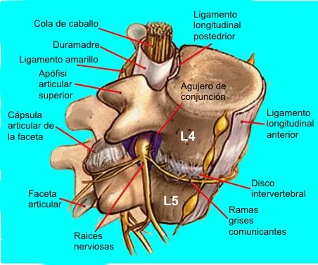 Estructuras nerviosas de la columna