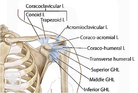 Ligamentos del hombro