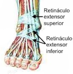 Retináculo extensor inferior