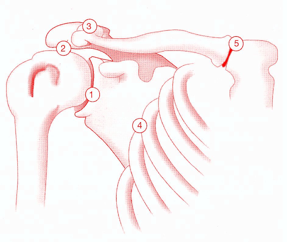 Articulaciones del hombro