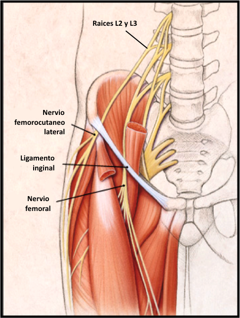 Trayectoria del nervio femorocutáneo lateral