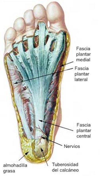Anatomía de la fascia plantar