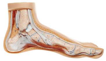 Anatomía pie plano lateral