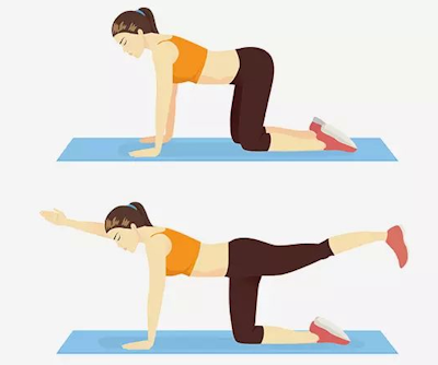 Ejercicio Bird Dog