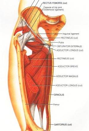 Músculos aductores de la cadera