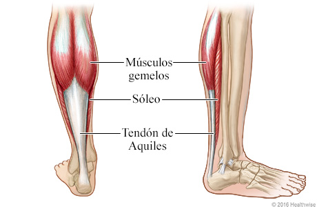 Anatomía del tendón de Aquiles