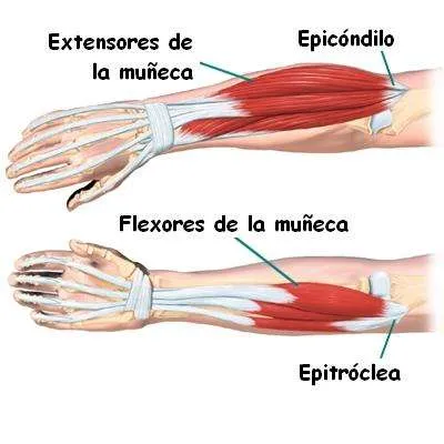Anatomía del codo