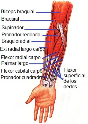 Músculo braquiorradial o supinador largo