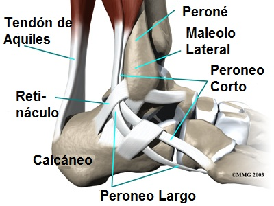 anatomía tobillo