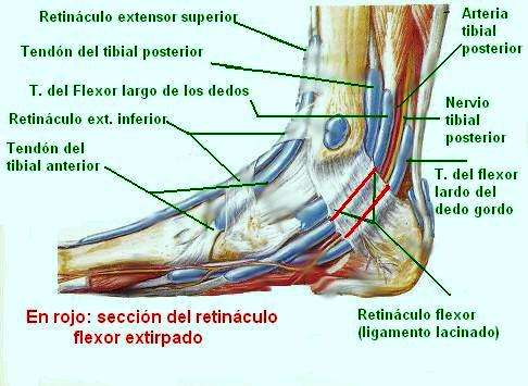 Anatomía del tibial posterior