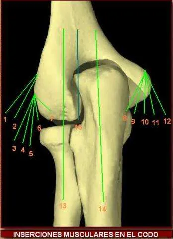 Inserciones musculares del codo