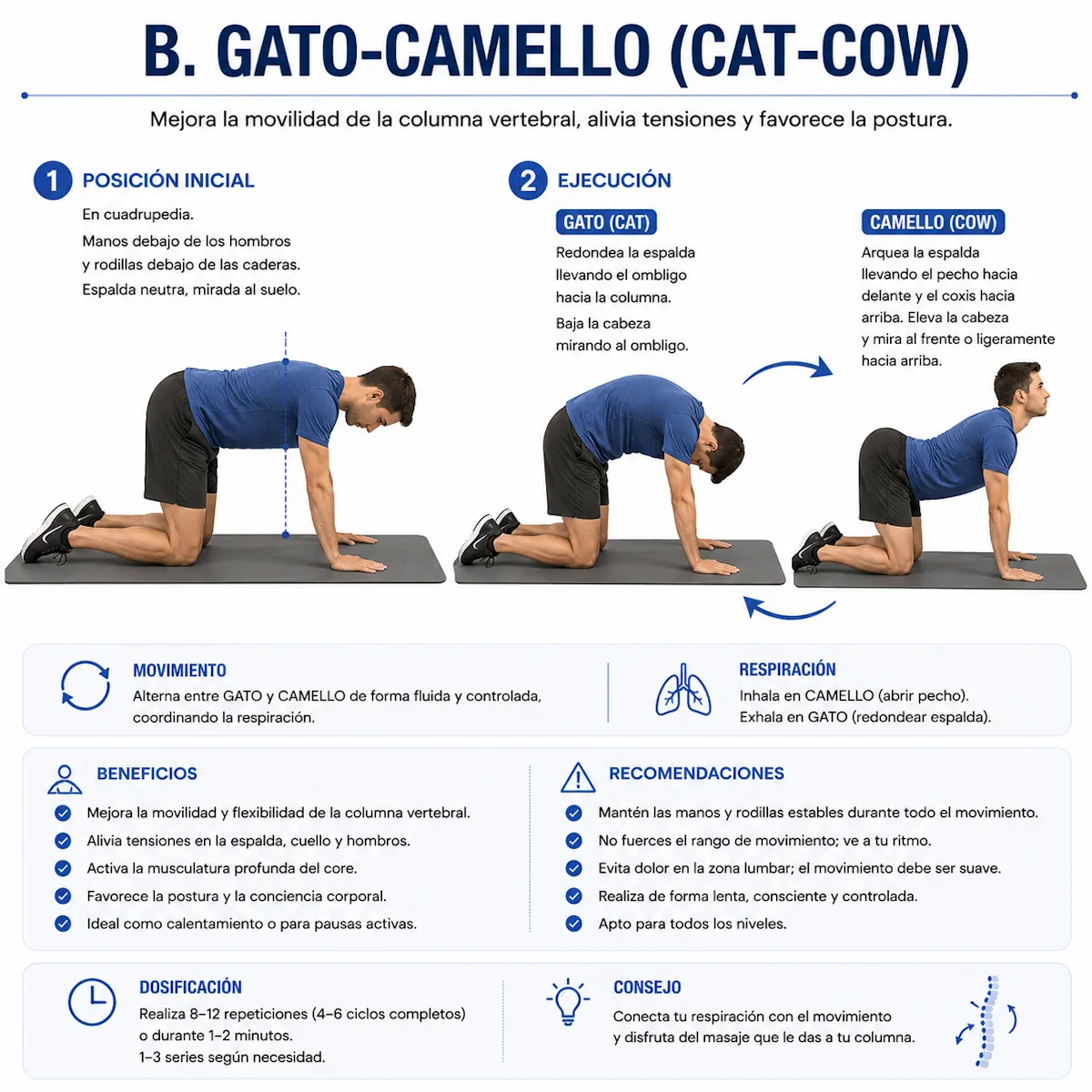 Ejercicio gato-camello