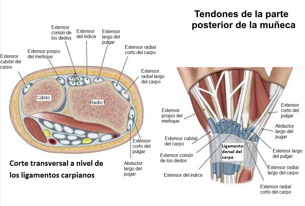 Compartimentos extensores de la muñeca