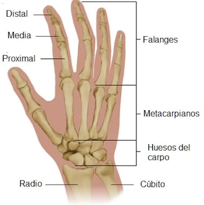 Anatomía ósea de muñeca y mano