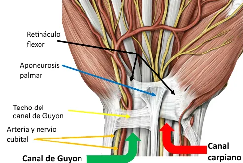 Anatomía del canal de Guyon en la muñeca
