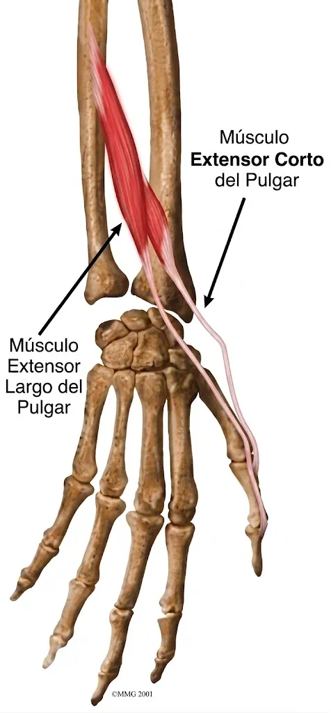 Extensor largo del pulgar